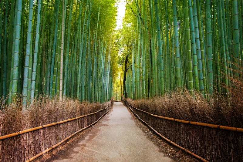 Arashiyama Bamboo Forest How To Go And Travel Guide JRailPass