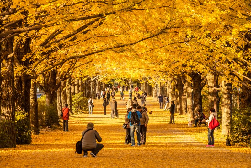 Persone a passeggio nel parco nazionale di Showakinen- Koen sotto alberi di Ginkgo (Biloba) in autunno