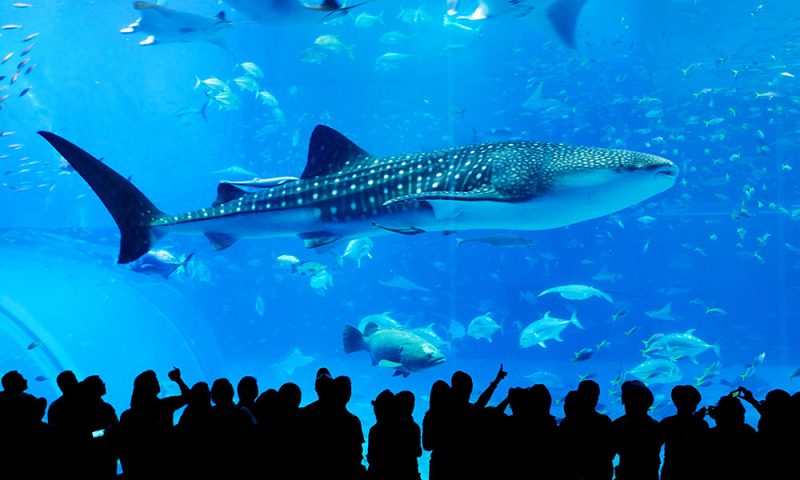 The 7 best aquariums in Japan