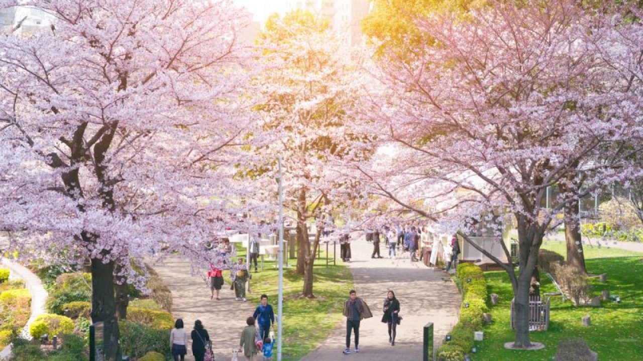 Cerezos en Flor en Tokio: Mejores Lugares - Japan Rail Pass