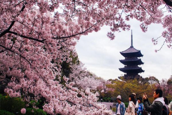 Kyoto Cherry Blossoms Best Cherry Blossom Spots In Kyoto City Away