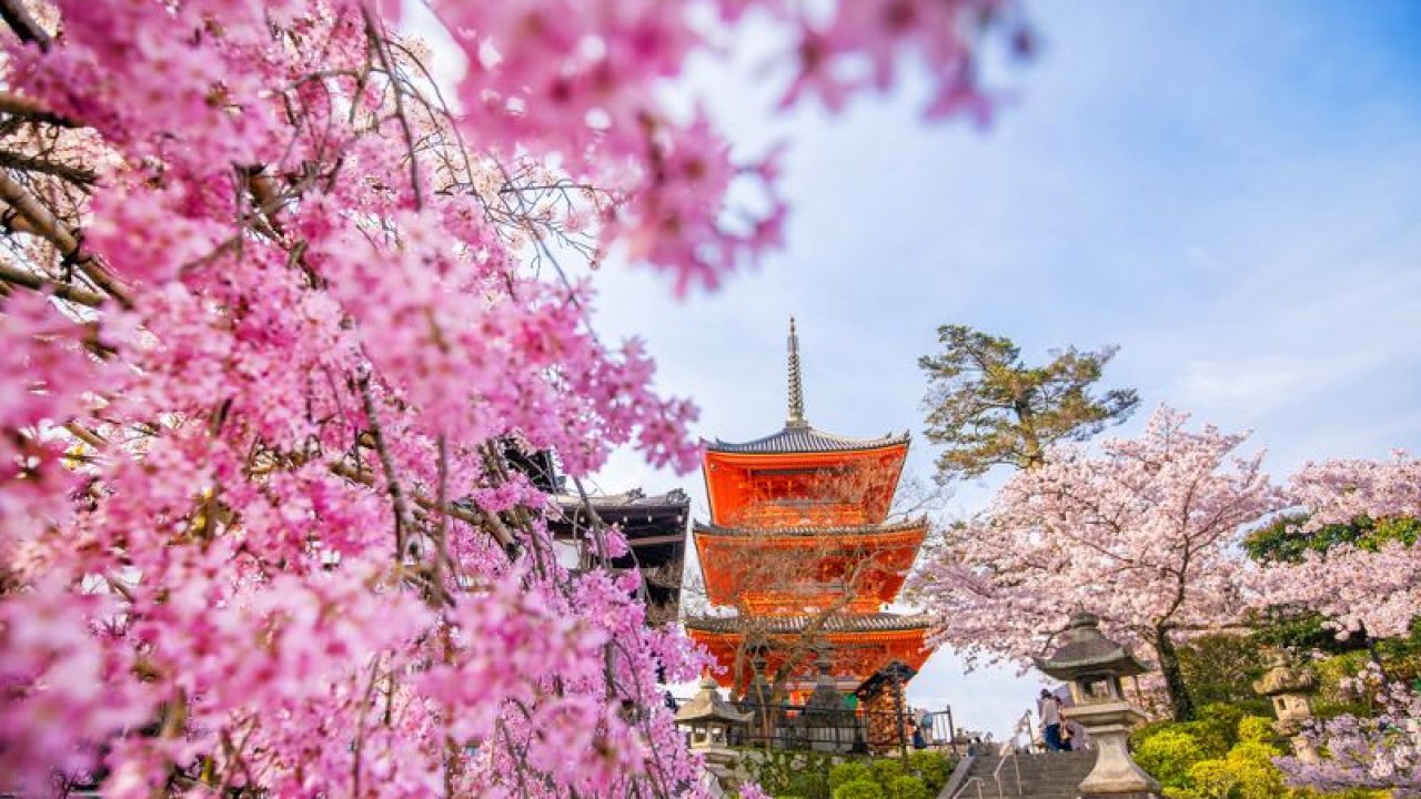 Cherry Blossoms In Kyoto Best Spots Festivals 2020 Jrailpass