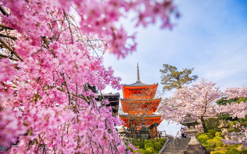 Cherry Blossoms In Kyoto Best Spots Festivals 2022 JRailPass