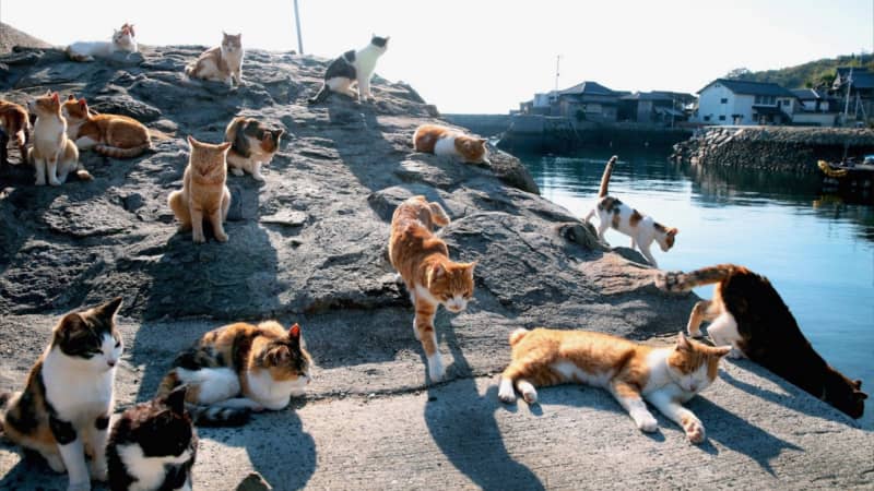 Nekojima – Gioco Di Abilità In Legno Per 1-5 Giocatori Dai 7 Anni, Costruisci L'Isola Dei Gatti, Sfida Di Equilibrio E Coordinazione, Regalo Ideale Per Famiglie