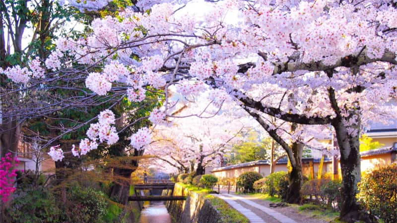 cherry-blossom-philoshopers-walk-kyoto
