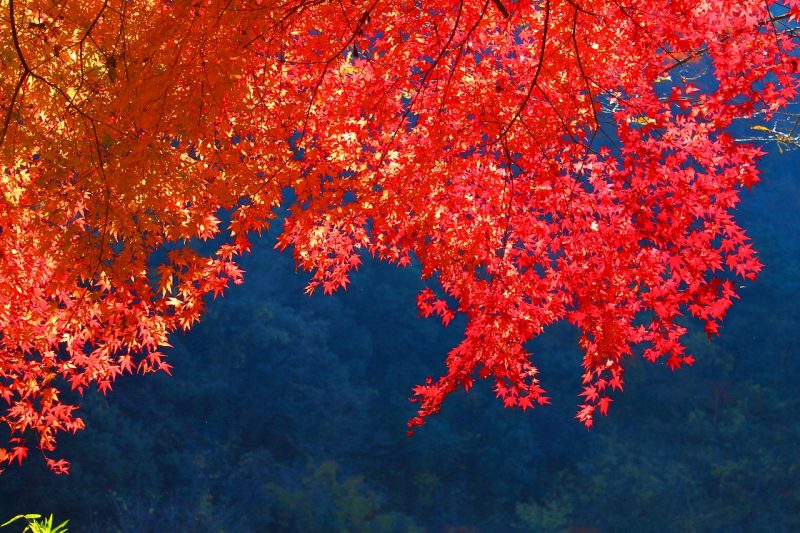 Ahornrote Blätter im Herbst