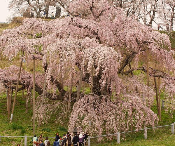 Miharu Takizakura während der Kirschblüte