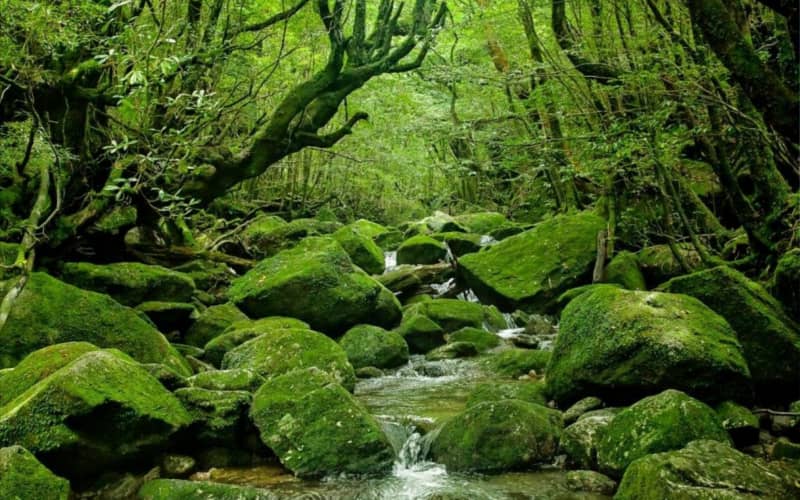Forêt de l'île de Yakushima