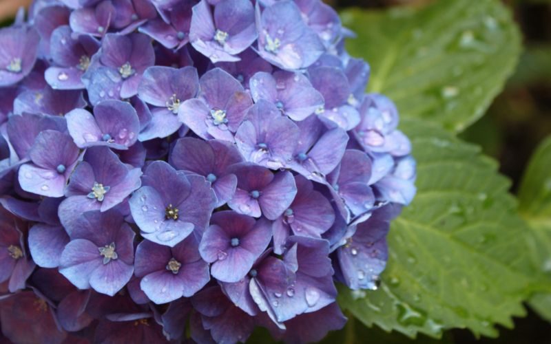 Hydrangea in bloom during the rainy season